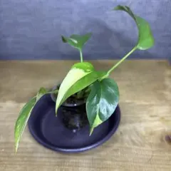 2026年最新】ラフィドフォラ テトラスペルマ斑入りの人気アイテム