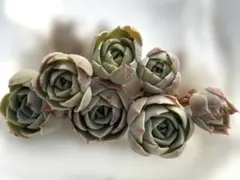 kaorin様 リクエスト 2点 まとめ商品