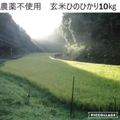 お得】長崎県島原半島産ひのひかり玄米20㌔ - メルカリ