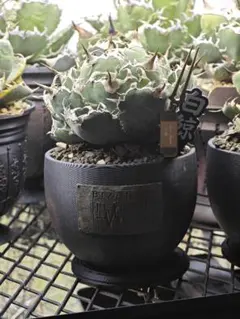 2026年最新】白鯨 親株の人気アイテム - メルカリ