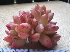 イ*ン様 No.e109新品種　赤煌王綴化　エケベリア　多肉植物　撮影12月17