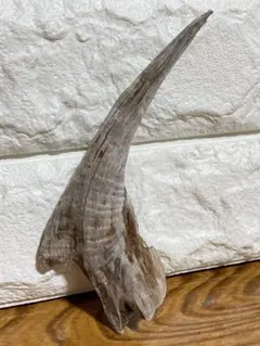 Item thumbnail for item 4959c576-13a5-426a-8dd0-636e4b971d36