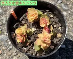 レア！斑入り小型キリンソウ①　多肉植物　5カット　現物発送