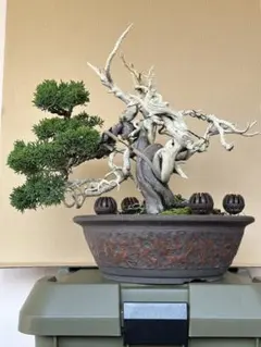中国美術 翡翠玉石彫刻 桃の木 高75cm 箱付 玉石盆栽 未使用長期保管