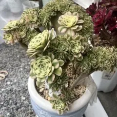 多肉植物。艶姿法師錦抜き苗。3株（8頭） - メルカリ
