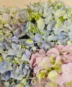 ☆福岡県鬼木様の紫陽花☆筑紫路風☆4号鉢☆ - メルカリ