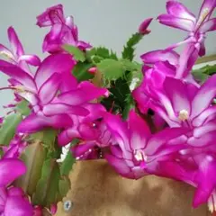 kikurin様 リクエスト 3点 まとめ商品