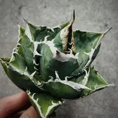 2026年最新】チタノタ sadの人気アイテム - メルカリ