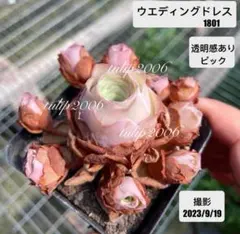 【2606】　ウェディングドレス＋他　カット苗５点　多肉植物　グリーノビア