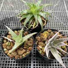 2026年最新】Dyckia reitziiの人気アイテム - メルカリ