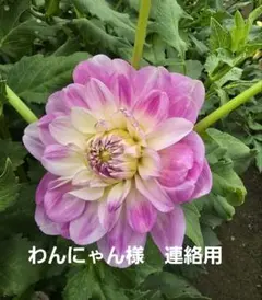 わんにゃん様　連絡用のサムネイル
