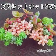 2個セット 桜色カリシア 姫秀麗 だるま秀麗 セダム❤ポットごと❤ 多肉植物
