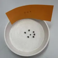 オベサ　種子 7粒のサムネイル