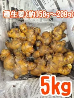 千葉県産 在来生姜 種生姜 5kg 小生姜 - メルカリ