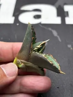 2026年最新】黒火焔の人気アイテム - メルカリ