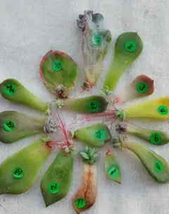 【葉挿しっ子】多肉植物　韓国苗☆アソートセット⑥