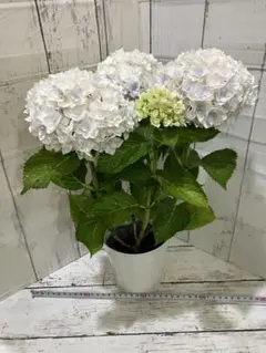 紫陽花 ハイドランジア エレスノ 5号鉢 さかもと園芸 - メルカリ
