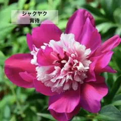 シャクヤク プレジデントウェルソン 高級芍薬ピオニー 大輪八重咲き 