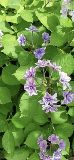 ジャイコ様 リクエスト 3点 まとめ商品