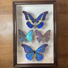 2025年最新】蝶 標本 モルフォの人気アイテム - メルカリ