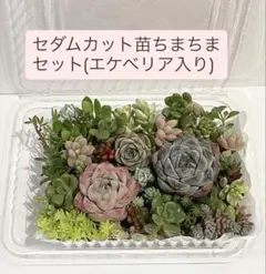 セダム【20種類以上】ミニエケベリア入り カット苗 ちまちま 寄せ植えセット