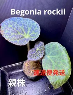 ひよこ様専用❣️Begonia incisa ベゴニア インキサ❣️斑入り 原種