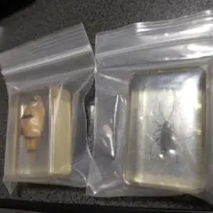 표본 가챠 2개