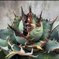 2025年最新】アガベ狂戦士の人気アイテム - メルカリ