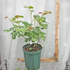 薔薇 バラ苗 開花中苗 DAローズ 挿木苗3年目 Charit* - メルカリ