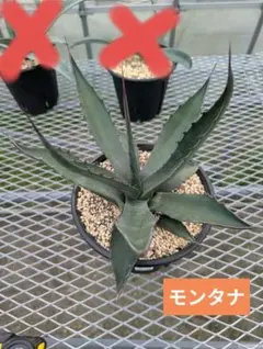 アガベ モンタナ ケースごと メルカリ便 2026年最新】アガベ モンタナの人気アイテム - メルカリ