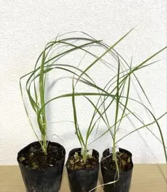 松岡輝芳様 リクエスト 2点 まとめ商品