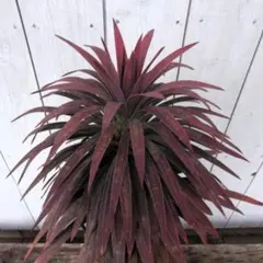 2026年最新】デスメティアーナ ユッカの人気アイテム - メルカリ