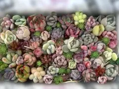 めろんぱん様 リクエスト 2点 まとめ商品