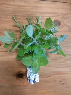 ミク様専用ページ　ハーブ束詰め合わせ