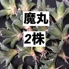 2025年最新】アガベ 子株 セットの人気アイテム - メルカリ
