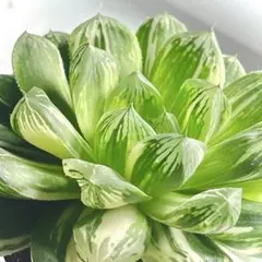 大紫水晶オブツーサ錦 親株 超美株 ハオルチア 観葉植物 80 - メルカリ