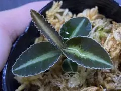 esnakejapan様 リクエスト 2点 まとめ商品