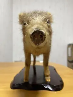 2026年最新】剥製 猪の人気アイテム - メルカリ