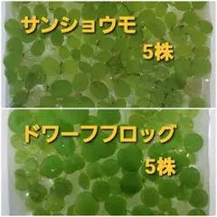 浮草　2種（サンショウモ・ドワーフフロッグビット）のサムネイル