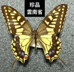 ヨナグニサン蛾標本☆タイ産☆ 224mm 大型迫力美麗標本。 凄く大きい