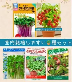 秋冬もオススメ○スプラウト3種セット ベビーリーフ彩りサラダに 