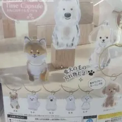 【未開封】選択可！ わんこのタイムカプセル (3個)