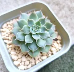 2026年最新】マーガレットレッピンの人気アイテム - メルカリ