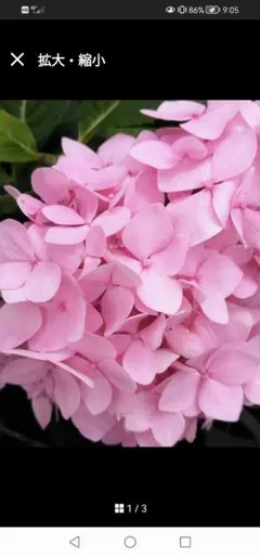 ‼️綺麗‼️紫陽花挿し穂　4 本‼️　ピンク　農薬不使用　霧島の恵のサムネイル