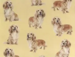 【ゆきちゃん限定】X2496-1 ダックス イエロー（クリーム）ベージュ 1m