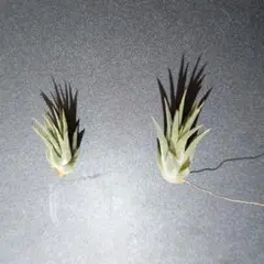 かぷりこ様専用