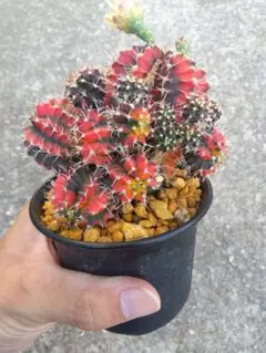 サボテン　緋牡丹錦　3号鉢つき　子株大量❗　③のサムネイル