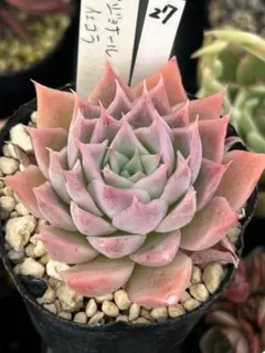 masa様 リクエスト 2点 まとめ商品