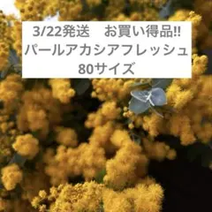 3/22発送パールアカシア ミモザ フレッシュ 80サイズ