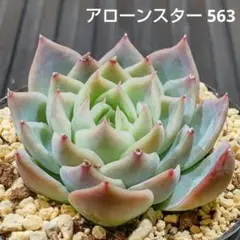 アローンスター 563 エケベリア 多肉植物 抜き苗